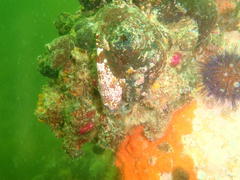 Chorisochismus dentex