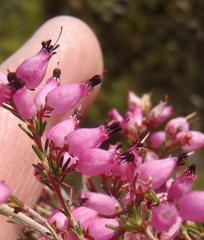 Erica nutans