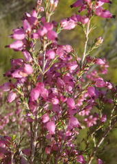 Erica nutans