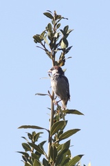 Passer domesticus