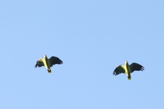 Amazona viridigenalis