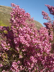 Erica nutans