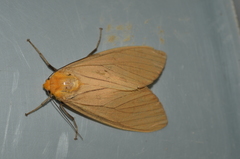 Pseudischnocampa