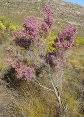 Erica nutans