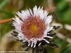 Erigeron uniflorus