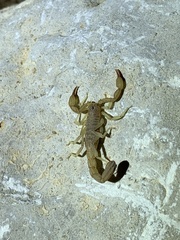 Chihuahuanus