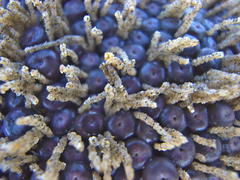 Mesochaetopterus minutus