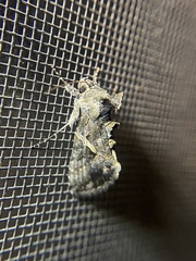 Ctenoplusia oxygramma