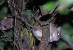 Melomys cervinipes