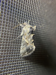 Ctenoplusia oxygramma