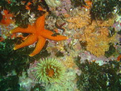 Fromia schultzei