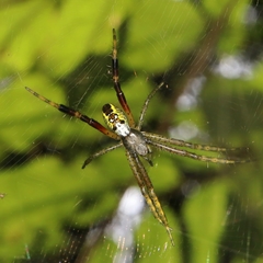 Cyrtophora cylindroides