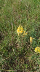 Linaria vulgaris