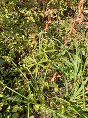 Aconitum delphiniifolium