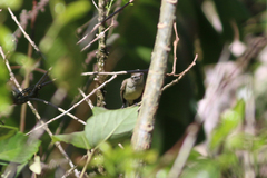 Nesotriccus incomtus