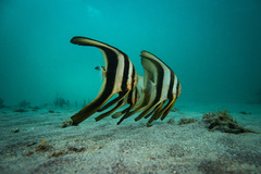 Longfin Baitfish photo 2