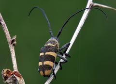 Pycnopsis brachyptera brachyptera