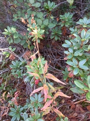 Koenigia tripterocarpa