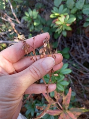 Koenigia tripterocarpa