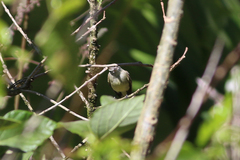 Nesotriccus incomtus