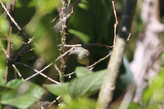 Nesotriccus incomtus