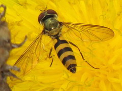 Meliscaeva cinctella image