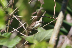 Nesotriccus incomtus