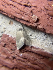 Plagiomimicus spumosum