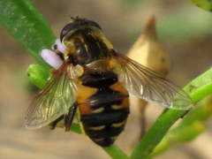 Helophilus lapponicus