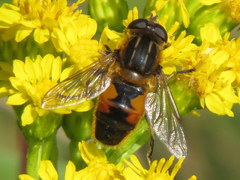 Helophilus lapponicus