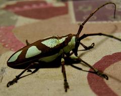 Prosopocera lactator