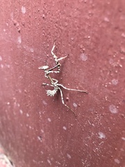 Empusa pennicornis