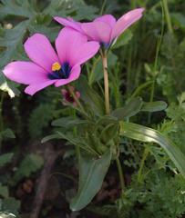 Moraea versicolor