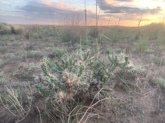 Cylindropuntia whipplei