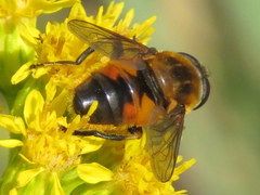 Helophilus lapponicus