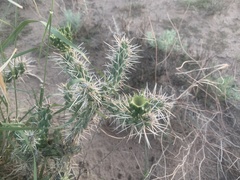 Cylindropuntia whipplei