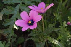 Moraea versicolor