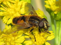 Helophilus lapponicus