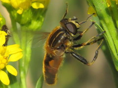 Helophilus lapponicus