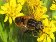 Helophilus lapponicus