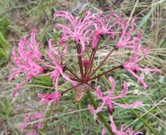 Nerine appendiculata