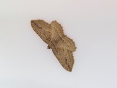 Austrocidaria gobiata