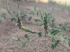 Dalea lanata
