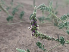 Dalea lanata