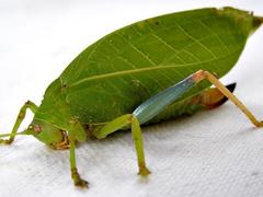 Zabalius ophthalmicus