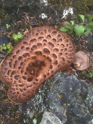 Sarcodon imbricatus — no rights reserved