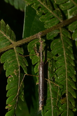 Macromusonia major