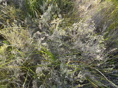 Erica vallis-fluminis