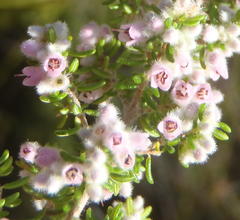 Erica vallis-fluminis