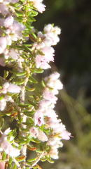 Erica vallis-fluminis